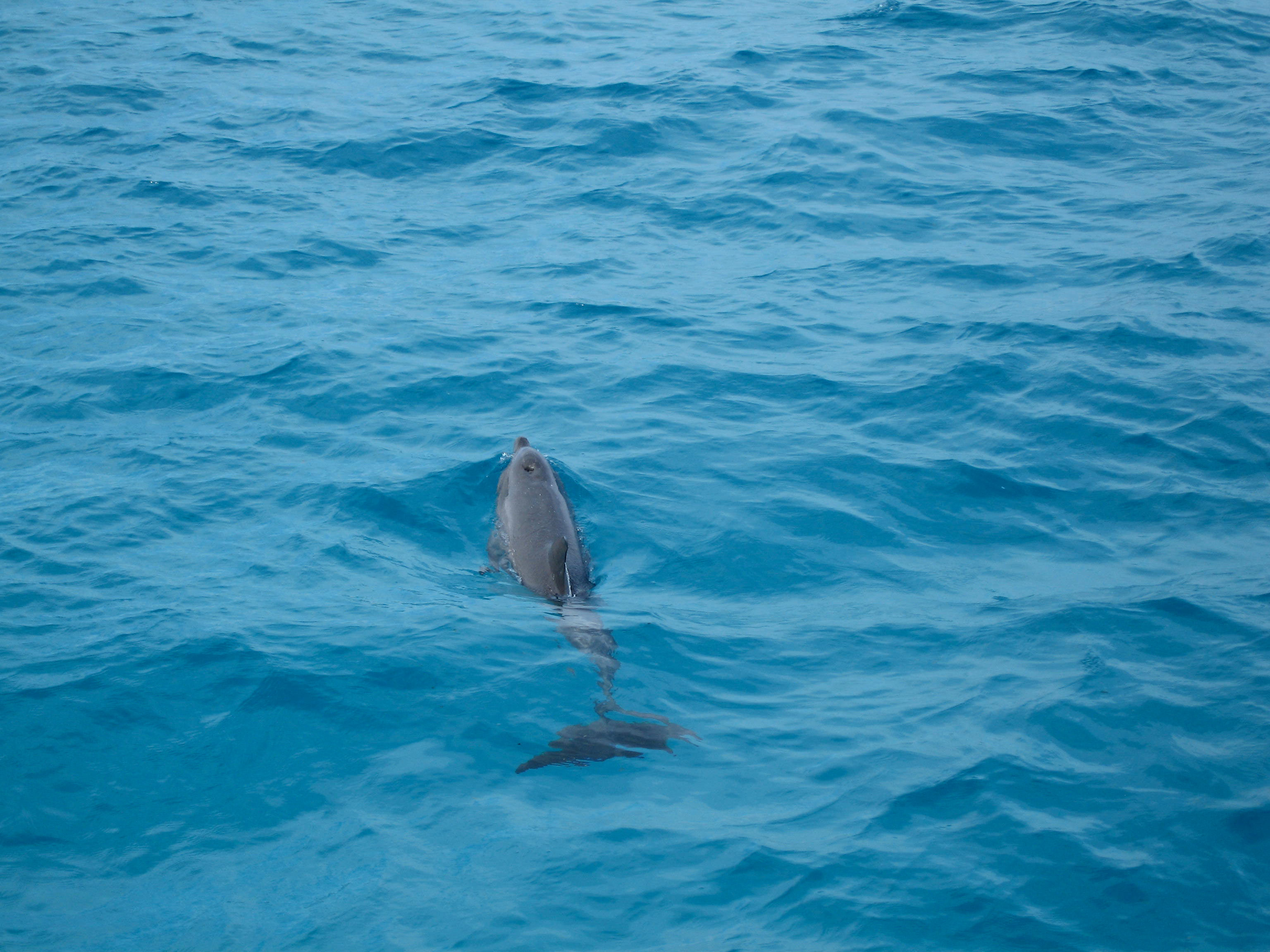 Wycieczka do Dolphin House z Hurghady i Marsa Alam – niezapomniane pływanie z delfinami